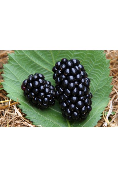 Ежевика садовая Виктория плоды